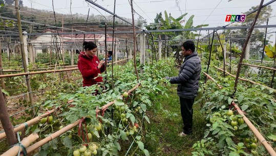 Nông dân Thái Niên chuẩn bị vụ rau Tết