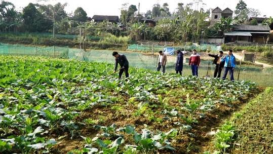 Si Ma Cai tăng diện tích sản xuất vụ đông