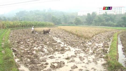 Nông dân gieo mạ quanh tiết Lập xuân