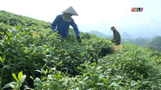 Toàn tỉnh có 130 ha chè được chứng nhận sản xuất theo tiêu chuẩn VietGAP