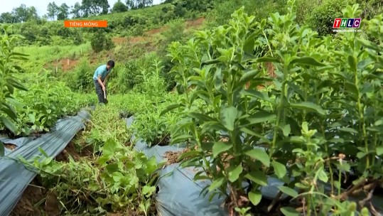 Học & Làm theo Bác (tiếng Mông) (05/01/2025)