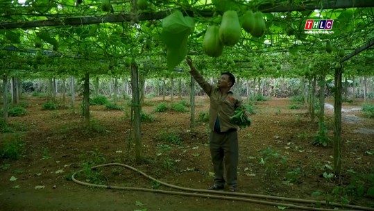 Ngày mới ở làng rau Thái Bo