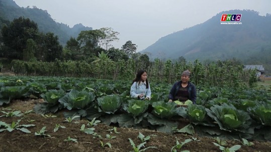 Lào Cai ngày mới (10/01/2025)