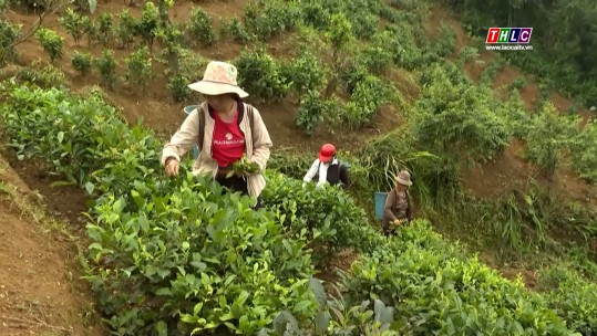 Tây Bắc chuyển động (11/01/2025)