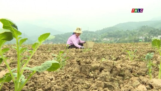 Nông nghiệp Lào Cai - một năm vượt qua thử thách