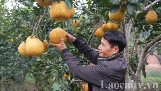 Nông dân Bảo Thắng sẵn sàng cho vụ bưởi Tết