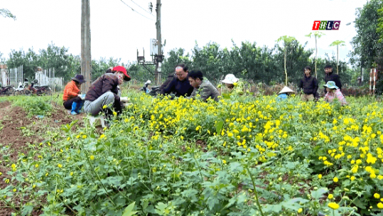 Thu hoạch lứa hoa cúc chi đầu tiên ở Bát Xát