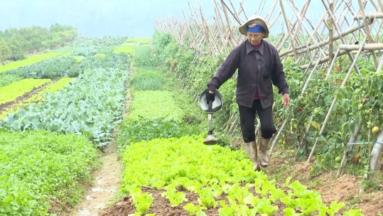 Bảo Thắng thu hoạch vụ đông