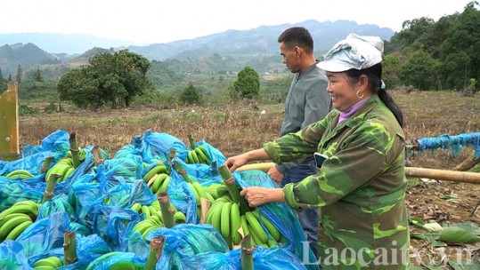 Vụ chuối Tết được giá