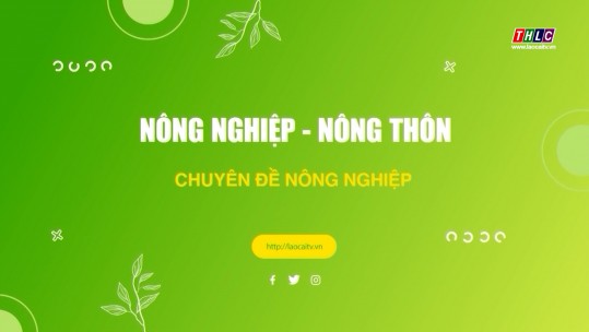 Nông nghiệp - Nông thôn: Nông nghiệp - Phát triển Nông thôn (25/01/2025)