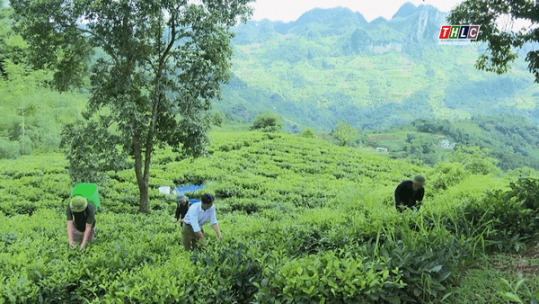 Những bước chuyển vững chắc trong sản xuất nông nghiệp hàng  hóa