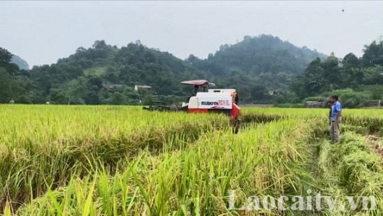 Giá trị ngành trồng trọt năm 2024 đạt 4.280 tỷ đồng