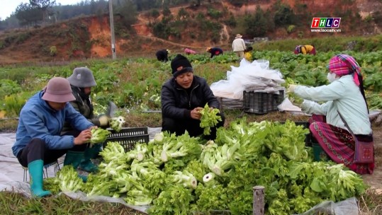 Các hợp tác xã, tổ hợp tác tại Nậm Khắt, Yên Bái liên kết sản xuất, tiêu thụ sản phẩm