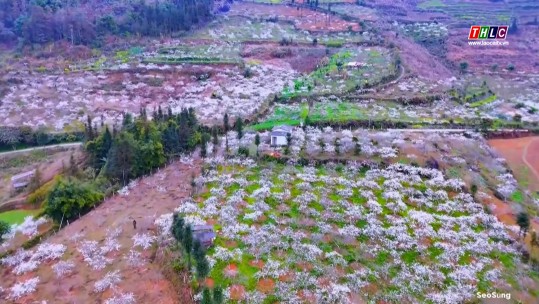 “Cao nguyên trắng” Bắc Hà vào mùa hoa mận