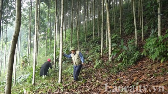 Lào Cai phấn đấu có hơn 5.000 ha quế hữu cơ