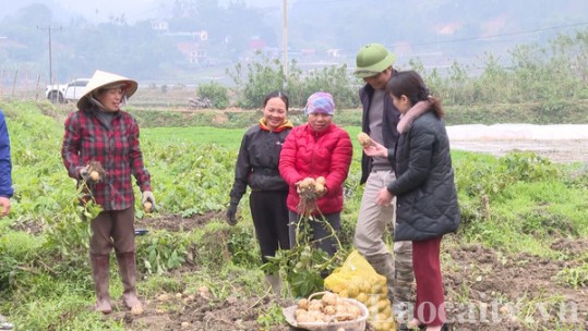 Nông dân Mường Vi bội thu từ khoai tây