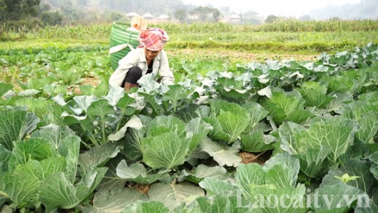 Văn Bàn sản xuất thắng lợi vụ đông