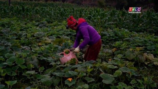 Trên cánh đồng Quan