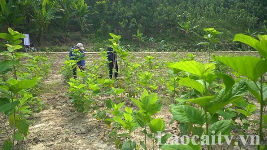 Năm 2030, Lào Cai phát triển cây dâu tằm lên 1.000 ha