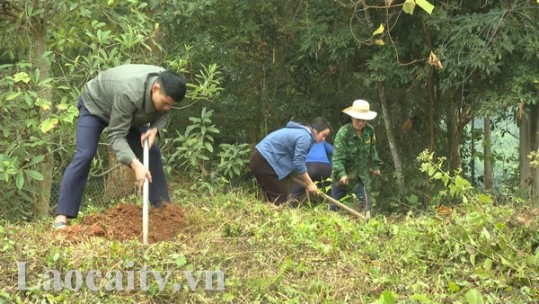 Dược liệu dưới tán rừng Bản Lọt