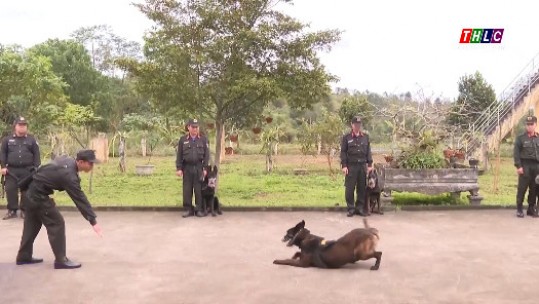 Huấn luyện cảnh khuyển