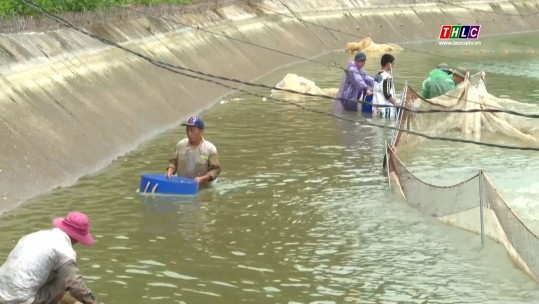 Thời sự Lào Cai 11h30 (26/2/2025)