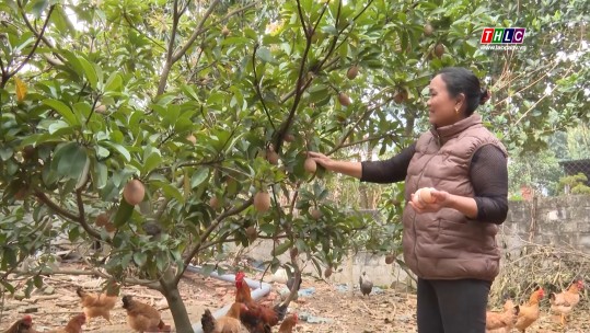 Làm giàu từ mô hình chăn nuôi gà an toàn sinh học