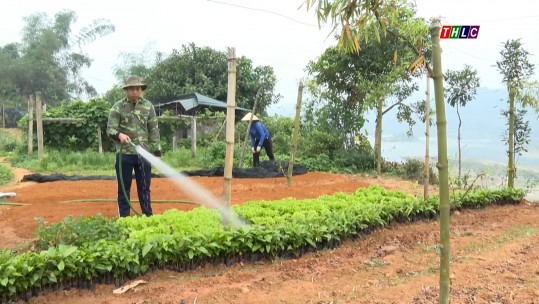 Đảm bảo nguồn cung cây giống lâm nghiệp