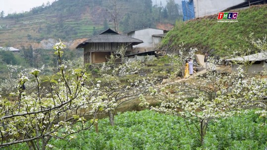 Si Ma Cai phát triển du lịch nông nghiệp