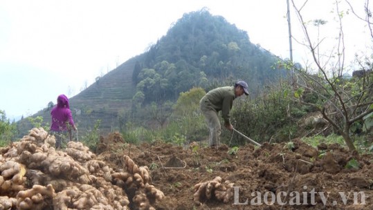 Si Ma Cai phát triển cây gừng