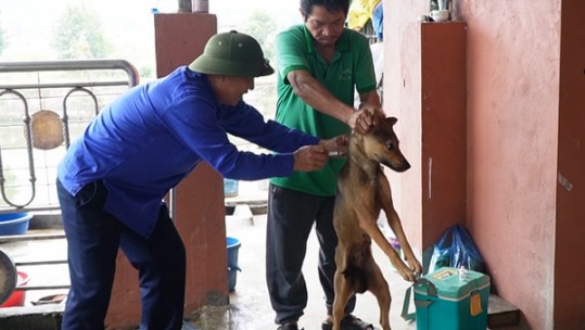 Thêm 2 ca mắc bệnh dại trên đàn vật nuôi