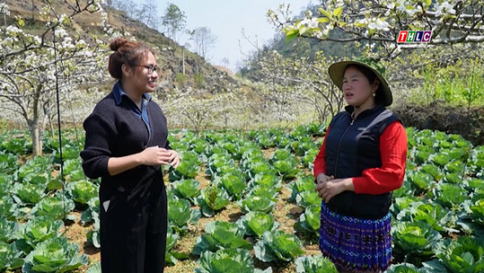 Chuẩn bị cho lễ hội hoa lê trắng