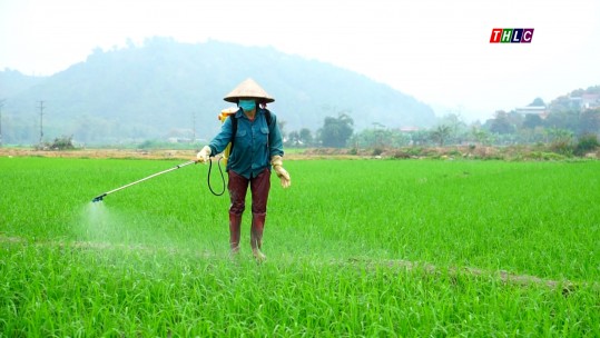 Chủ động phòng, chống bệnh hại trên lúa xuân