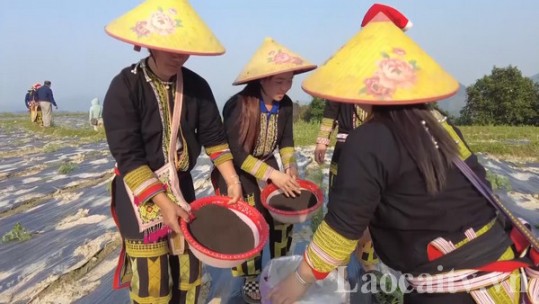 Nông dân ưu tiên sử dụng phân bón hữu cơ