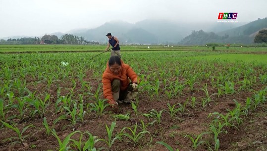 Nông dân huyện Bảo Thắng chăm sóc ngô vụ xuân – hè