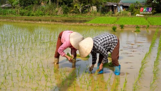 Nông dân Mường Khương cấy được 100 ha lúa xuân