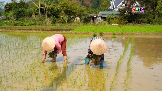 Nông dân Mường Khương tập trung cấy lúa xuân