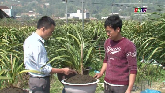 Nông dân Sa Pa làm chủ kỹ thuật tách chồi hoa địa lan