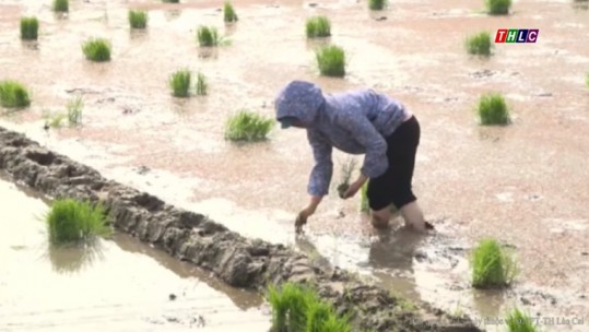 Sản xuất vụ mùa 2019 - Chú  ý thời vụ và cơ cấu giống