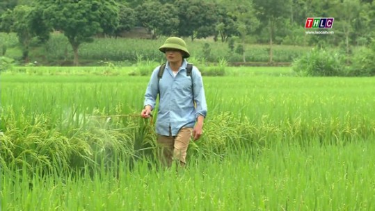 Nguy cơ bùng phát bệnh đạo ôn gây hại lúa xuân giai đoạn cuối vụ