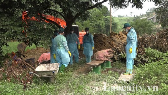 Xuất hiện dịch tả lợn châu Phi ở xã Bảo Hà, huyện Bảo Yên