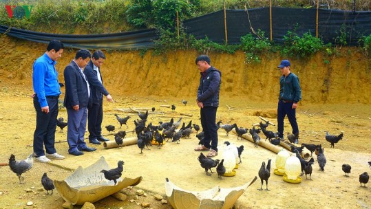 Nuôi gà đen bản địa – món “hời” của người vùng cao