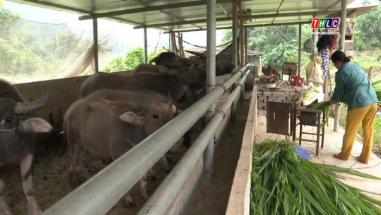 Cốc San sẵn sàng hỗ trợ huyện Sa Pa di chuyển đàn gia súc tránh rét
