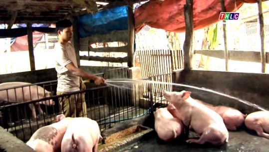 Lào Cai có 82 xã, phường qua 30 ngày không phát sinh dịch tả lợn châu Phi