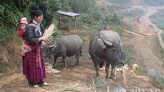 Bắc Hà chủ động dự trữ thức ăn cho đàn vật nuôi