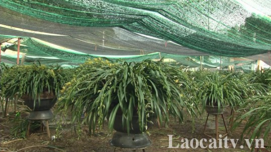 Hoa địa lan Sa Pa sẵn sàng phục vụ cho thị trường tết Nguyên đán 2020