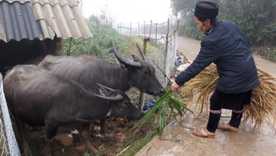 Trên 2 vạn gia súc ở Lào Cai có nguy cơ chết đói, rét trong mùa đông