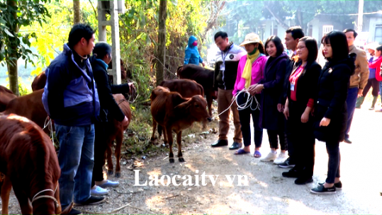 Trao bò sinh sản cho 20 hộ gia đình có hoàn cảnh khó khăn