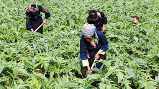 Tập trung đầu tư cho vùng đồng bào dân tộc thiểu số