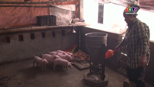 Thực hiện tái đàn nuôi lợn có kiểm soát